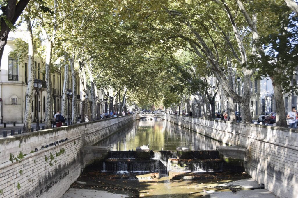 arbre en ville Nîmes