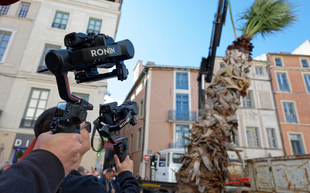 En vidéo : les coulisses de l’arrivée du nouveau palmier de la place du Marché, à Nîmes