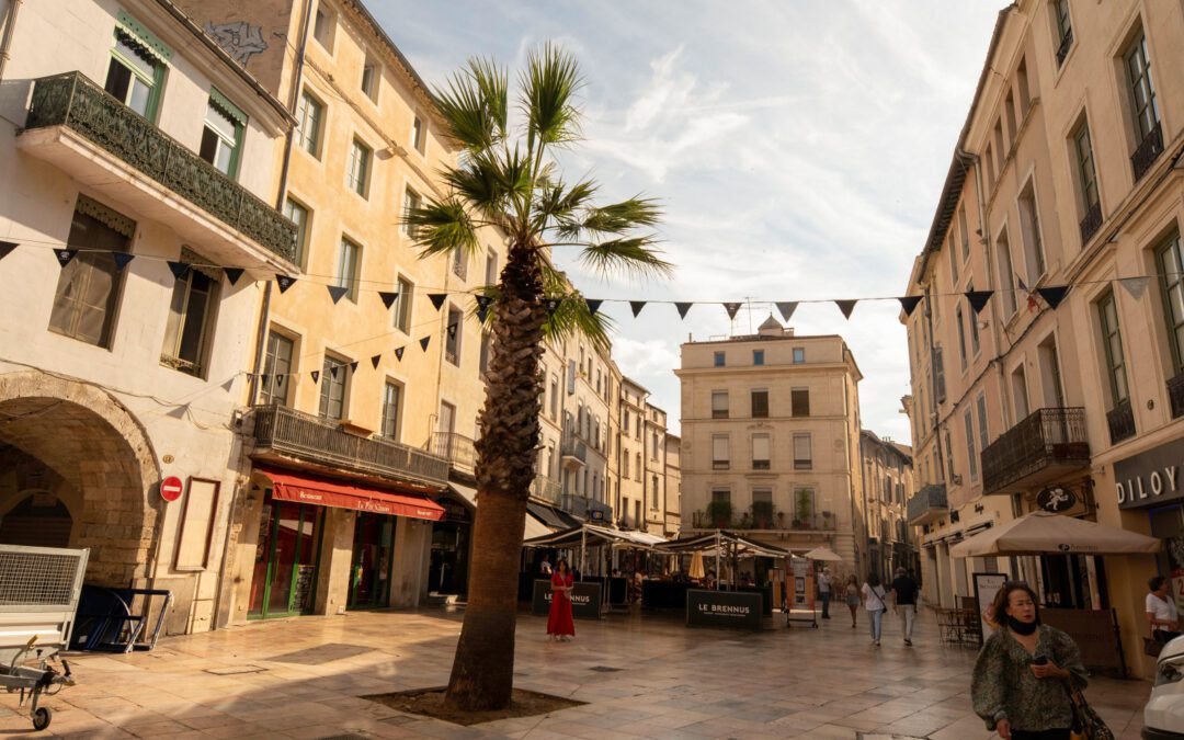 Nîmes : au fait, comment se porte le nouveau palmier de la place du Marché ?